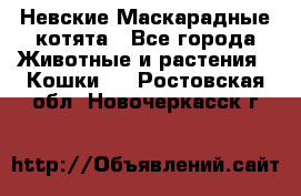 Невские Маскарадные котята - Все города Животные и растения » Кошки   . Ростовская обл.,Новочеркасск г.